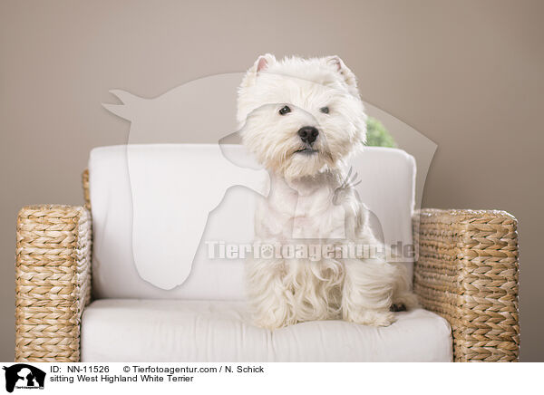 sitzender West Highland White Terrier / sitting West Highland White Terrier / NN-11526