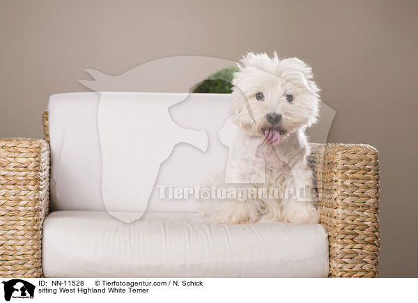 sitzender West Highland White Terrier / sitting West Highland White Terrier / NN-11528