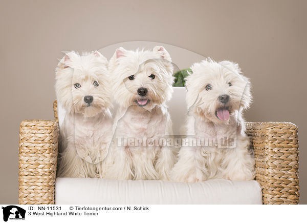 3 West Highland White Terrier / NN-11531
