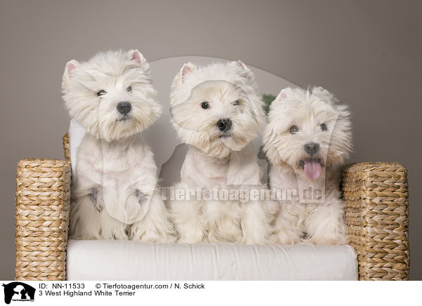 3 West Highland White Terrier / 3 West Highland White Terrier / NN-11533