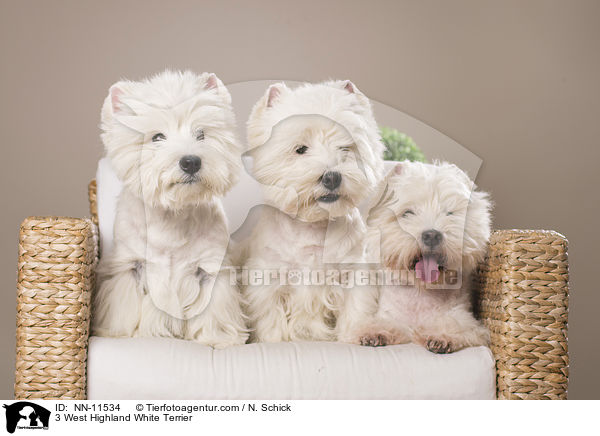 3 West Highland White Terrier / 3 West Highland White Terrier / NN-11534