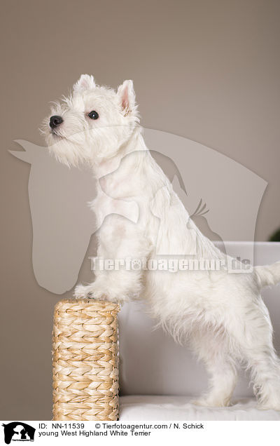 junger West Highland White Terrier / young West Highland White Terrier / NN-11539