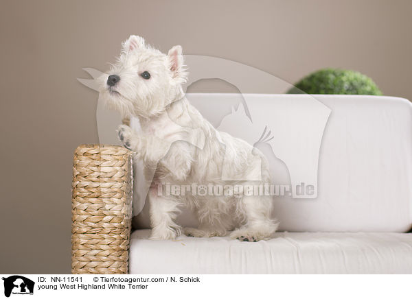 junger West Highland White Terrier / young West Highland White Terrier / NN-11541