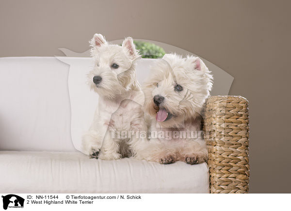 2 West Highland White Terrier / 2 West Highland White Terrier / NN-11544