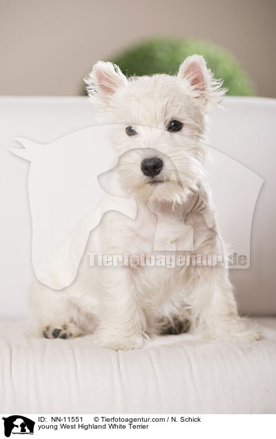 junger West Highland White Terrier / young West Highland White Terrier / NN-11551