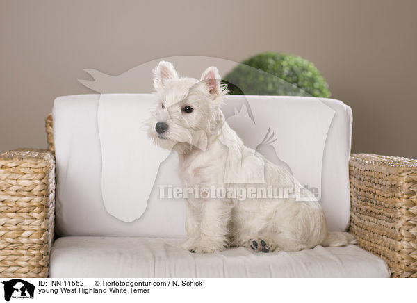 junger West Highland White Terrier / young West Highland White Terrier / NN-11552