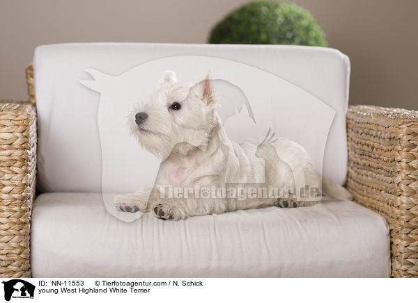 junger West Highland White Terrier / young West Highland White Terrier / NN-11553