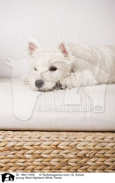 junger West Highland White Terrier / young West Highland White Terrier / NN-11555