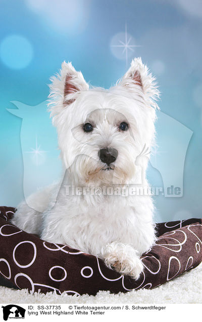 liegender West Highland White Terrier / lying West Highland White Terrier / SS-37735