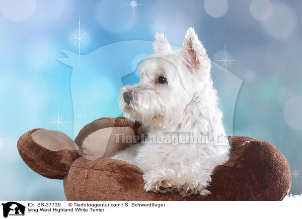 liegender West Highland White Terrier / lying West Highland White Terrier / SS-37739