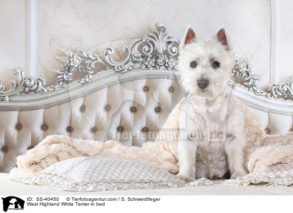 West Highland White Terrier im Bett / West Highland White Terrier in bed / SS-40450