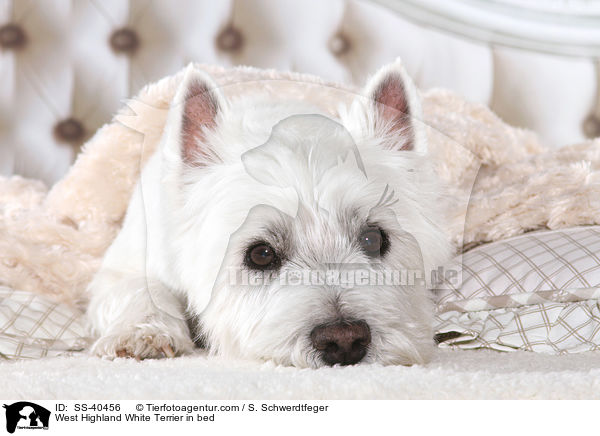 West Highland White Terrier im Bett / West Highland White Terrier in bed / SS-40456