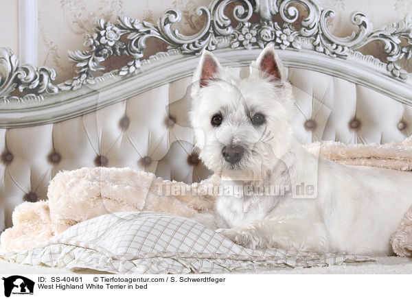 West Highland White Terrier in bed / SS-40461