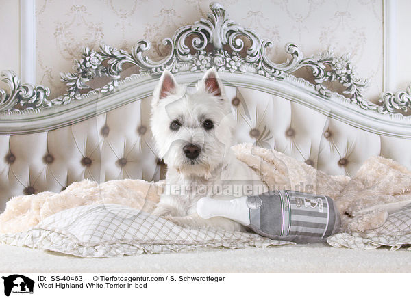 West Highland White Terrier in bed / SS-40463