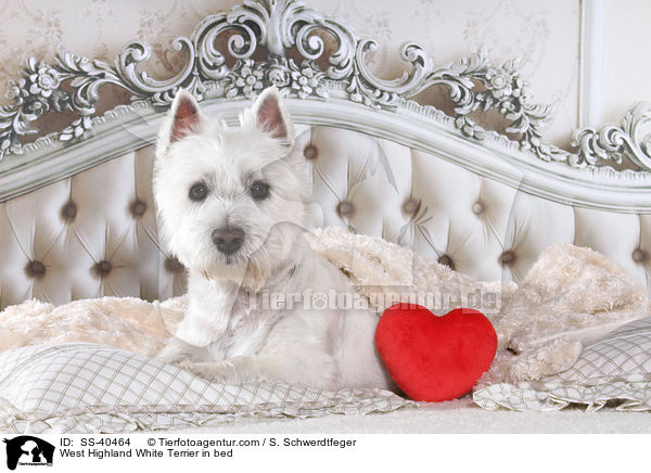 West Highland White Terrier in bed / SS-40464