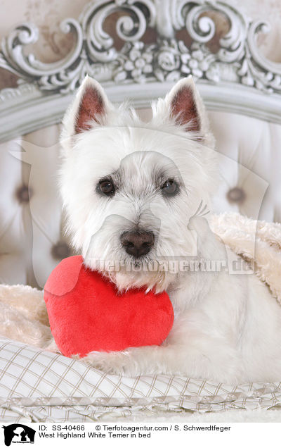 West Highland White Terrier im Bett / West Highland White Terrier in bed / SS-40466