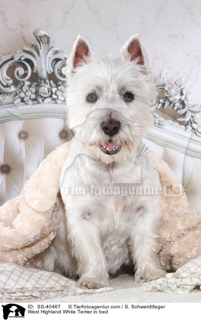 West Highland White Terrier im Bett / West Highland White Terrier in bed / SS-40467