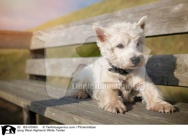 lying West Highland White Terrier / BS-05960