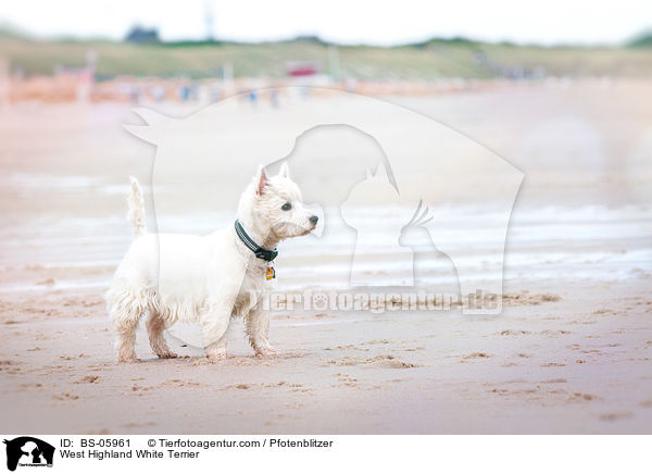 West Highland White Terrier / West Highland White Terrier / BS-05961