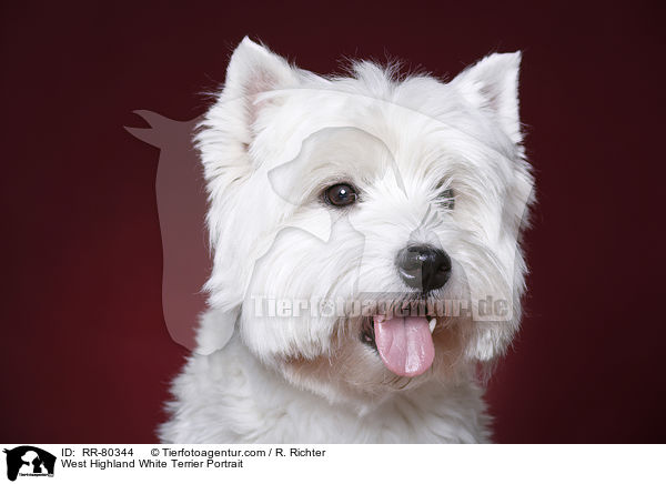 West Highland White Terrier Portrait / West Highland White Terrier Portrait / RR-80344