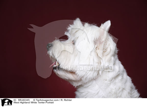 West Highland White Terrier Portrait / West Highland White Terrier Portrait / RR-80345