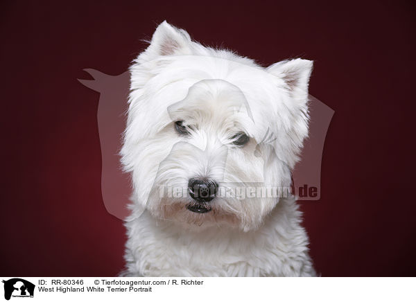 West Highland White Terrier Portrait / RR-80346