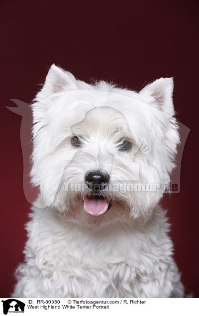 West Highland White Terrier Portrait / West Highland White Terrier Portrait / RR-80350