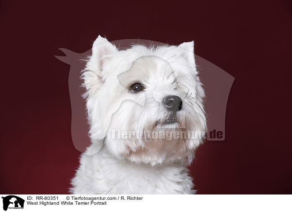 West Highland White Terrier Portrait / West Highland White Terrier Portrait / RR-80351