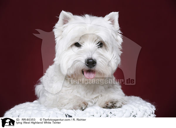 liegender West Highland White Terrier / lying West Highland White Terrier / RR-80353