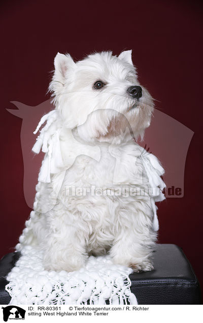 sitting West Highland White Terrier / RR-80361