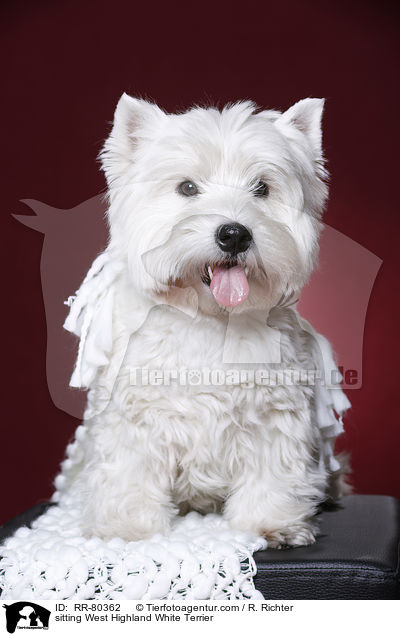 sitzender West Highland White Terrier / sitting West Highland White Terrier / RR-80362