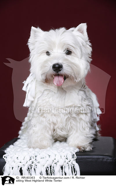 sitzender West Highland White Terrier / sitting West Highland White Terrier / RR-80363