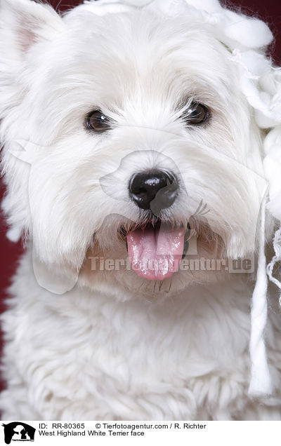 West Highland White Terrier face / RR-80365