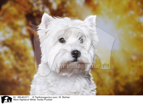 West Highland White Terrier Portrait / RR-80371