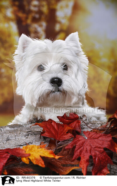 liegender West Highland White Terrier / lying West Highland White Terrier / RR-80376