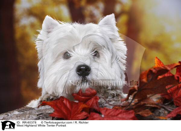 West Highland White Terrier Portrait / West Highland White Terrier Portrait / RR-80378