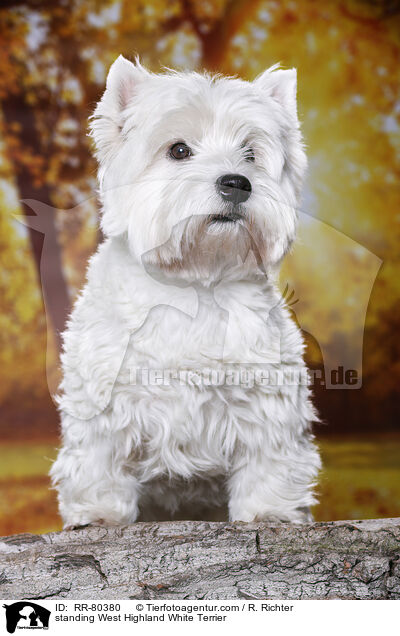 stehender West Highland White Terrier / standing West Highland White Terrier / RR-80380