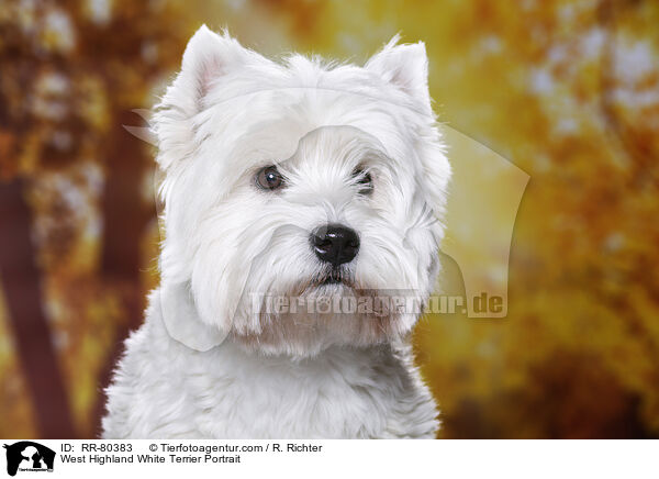 West Highland White Terrier Portrait / West Highland White Terrier Portrait / RR-80383