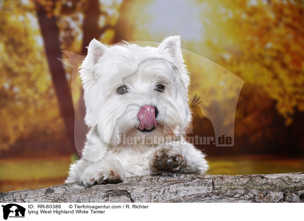 liegender West Highland White Terrier / lying West Highland White Terrier / RR-80386