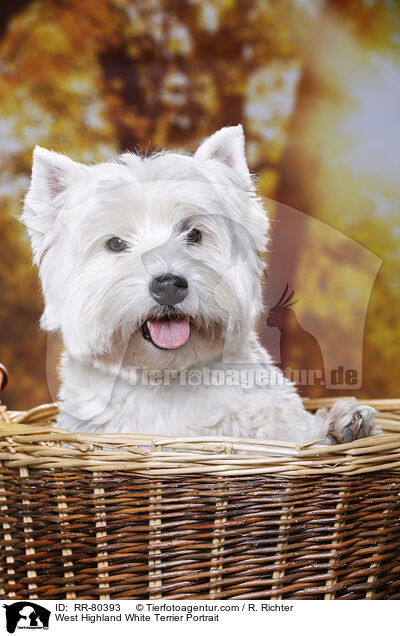 West Highland White Terrier Portrait / West Highland White Terrier Portrait / RR-80393