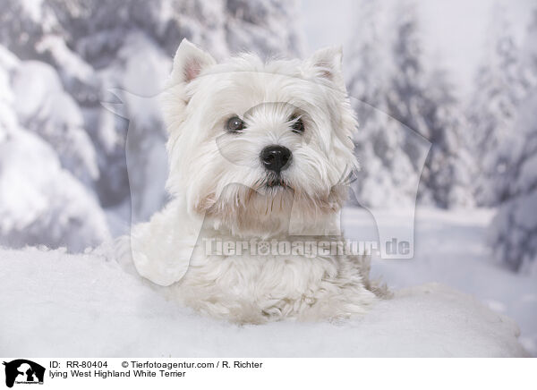 liegender West Highland White Terrier / lying West Highland White Terrier / RR-80404