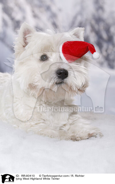 liegender West Highland White Terrier / lying West Highland White Terrier / RR-80410