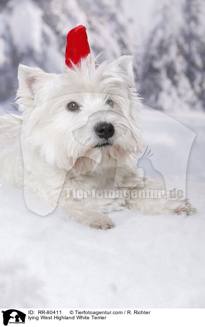 liegender West Highland White Terrier / lying West Highland White Terrier / RR-80411