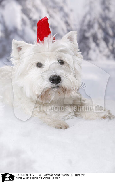 liegender West Highland White Terrier / lying West Highland White Terrier / RR-80412