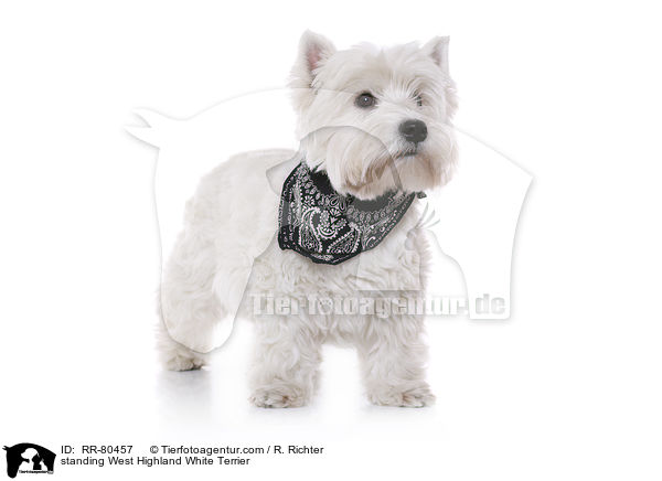 stehender West Highland White Terrier / standing West Highland White Terrier / RR-80457