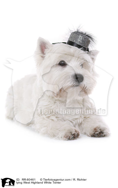 liegender West Highland White Terrier / lying West Highland White Terrier / RR-80461