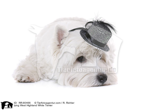 lying West Highland White Terrier / RR-80466