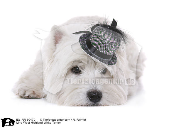 liegender West Highland White Terrier / lying West Highland White Terrier / RR-80470