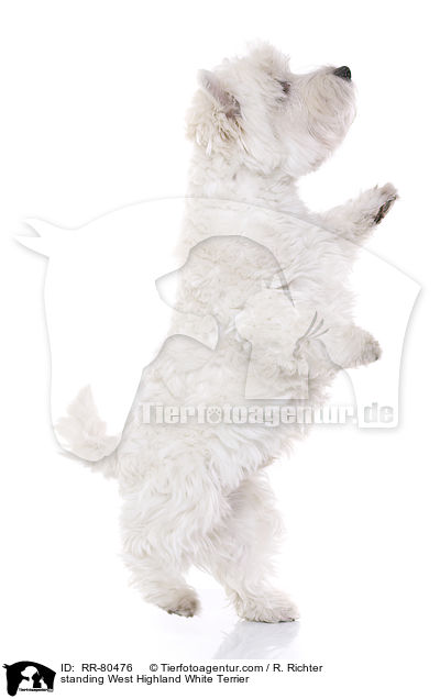 standing West Highland White Terrier / RR-80476