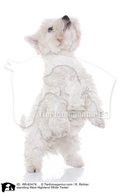 standing West Highland White Terrier / RR-80478